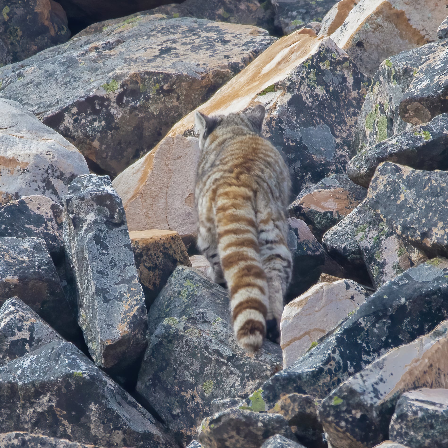 El gato andino, fotografiado por un cordobés que logró el hallazgo. (Fotos gentileza Hernán Rojo @hernán_rojo_)