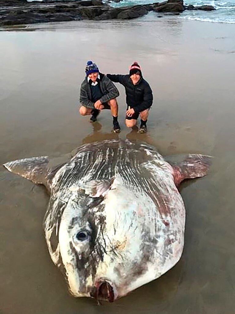 El animal encontrado en las costas de Australia es un 'pez luna'.