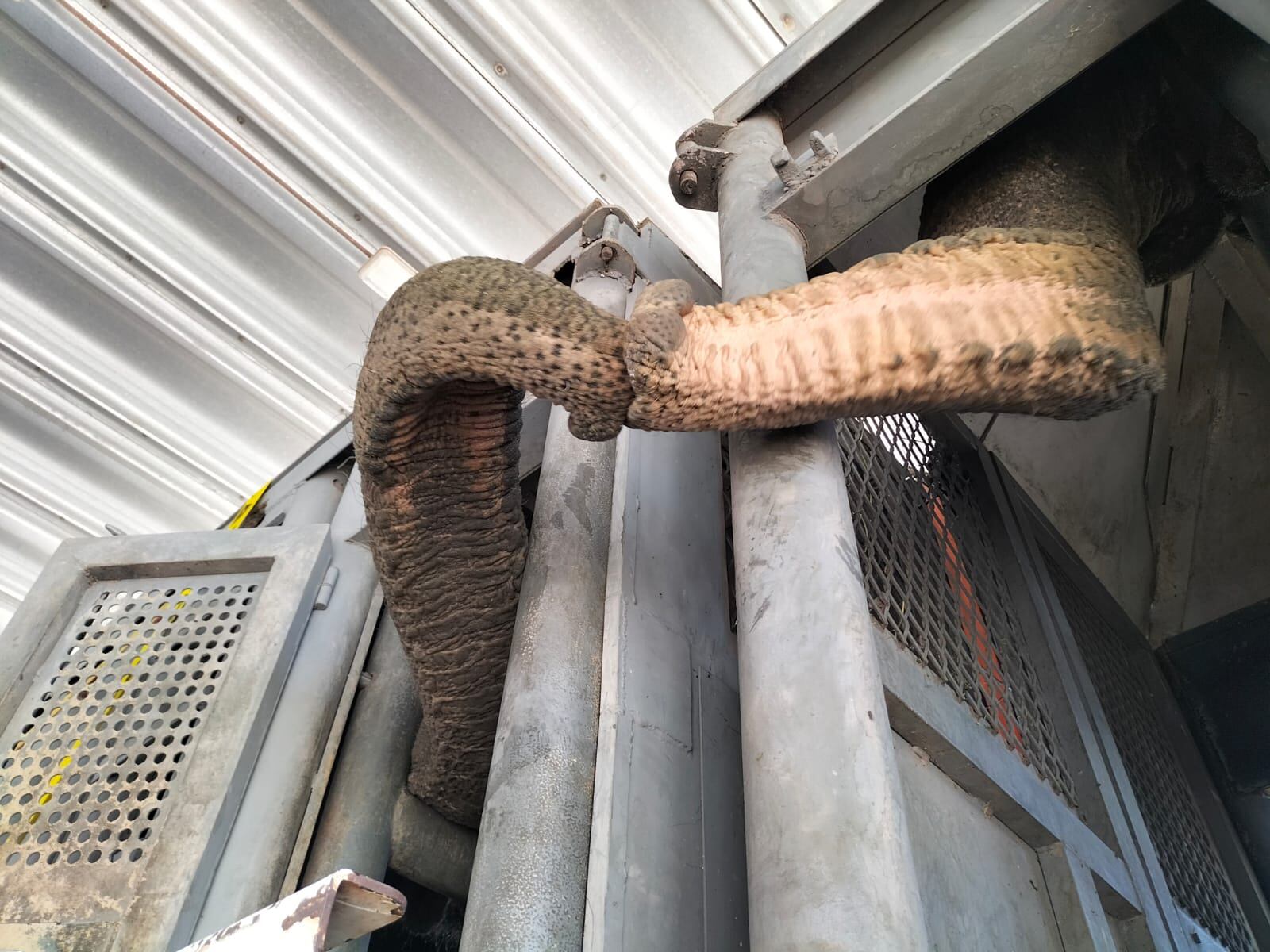 Las elefantas Pocha y Guille pasaron una noche tranquila y se acercan al santuario de Brasil. Foto: Twitter @GlobalElephants