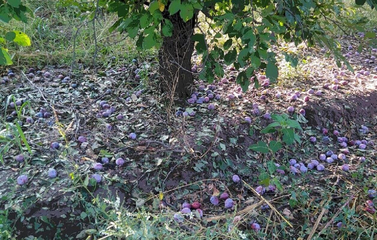 Granizo en Tunuyán con graves daños en los frutos (Gentileza / El Cuco Digital)