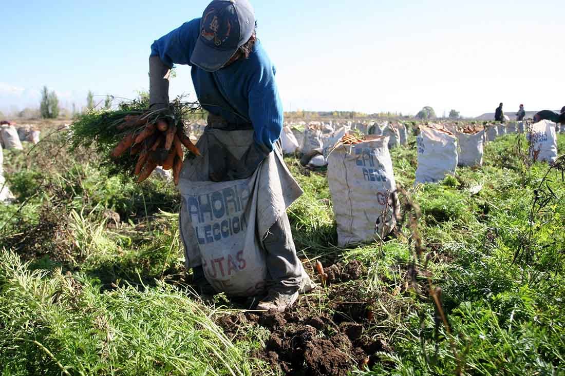 Las frutas y hortalizas, el índice revela un incremento del precio de la canasta por 5,6 veces en comparación con diciembre. 