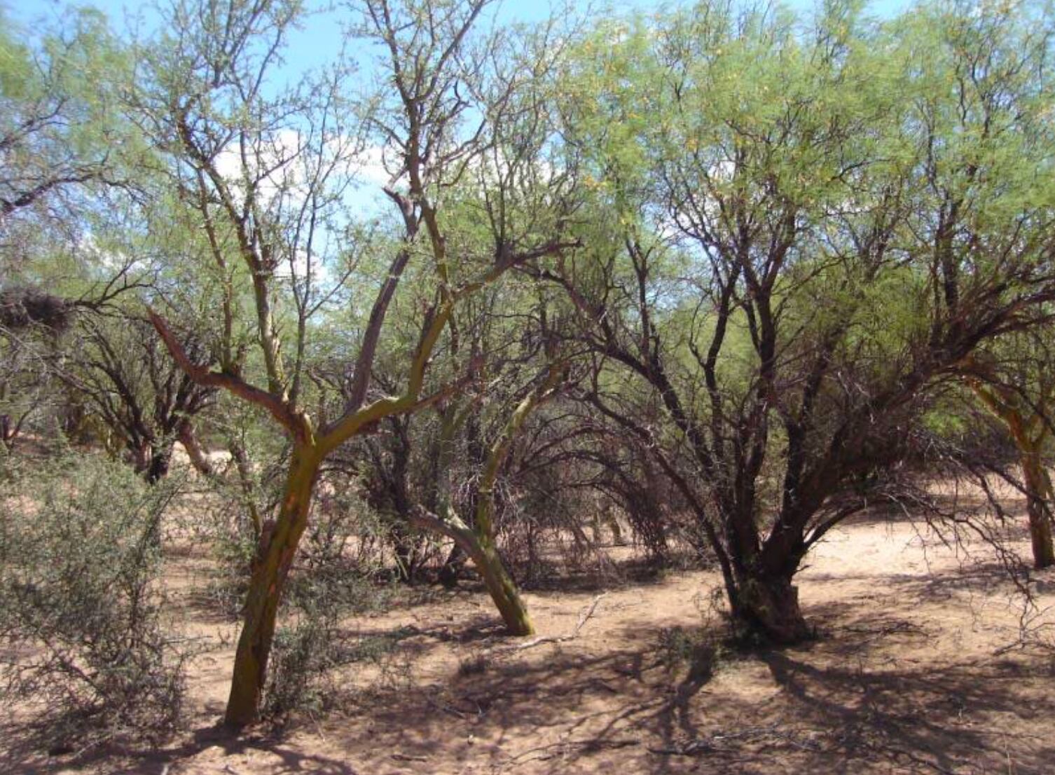 Bosque seco en la llanura oriental mendocina.. Foto: Gentileza