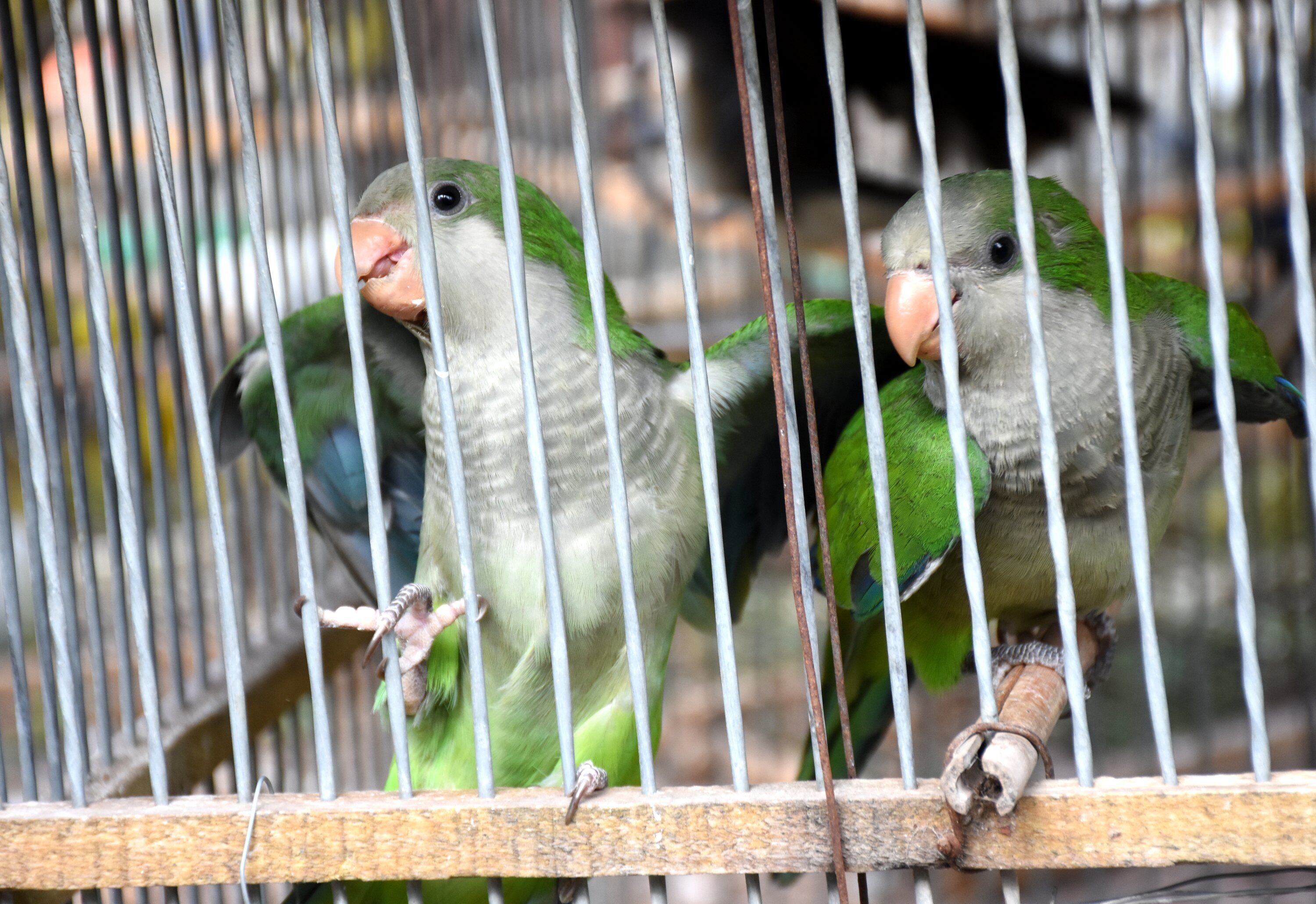 Instituciones provinciales y municipales trabajan en métodos incruentos para desalentar su asentamiento en zonas cultivadas, ya que esta especie se considera invasora y afecta la producción en el oasis Norte de la provincia.