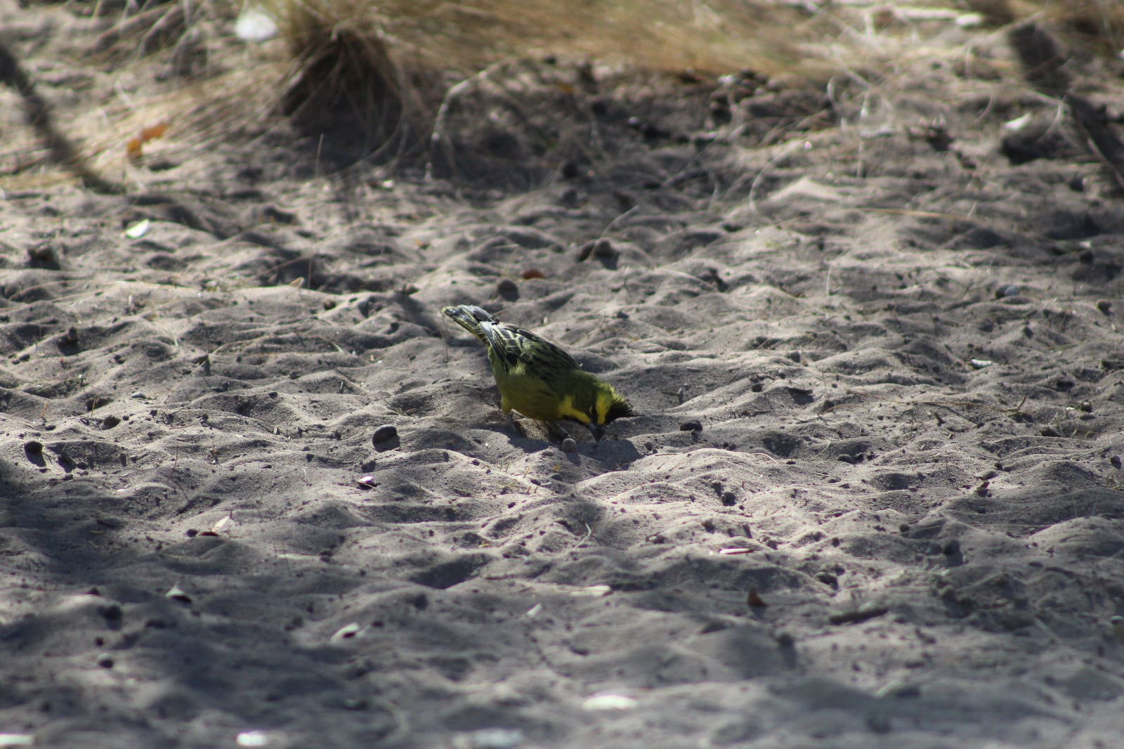 Rescataron, rehabilitaron y liberaron en su hábitat a 20 cardenales amarillos: preocupa el tráfico ilegal. Foto: Gentileza Guardaparque Martín García, Departamento de Fauna Silvestre.