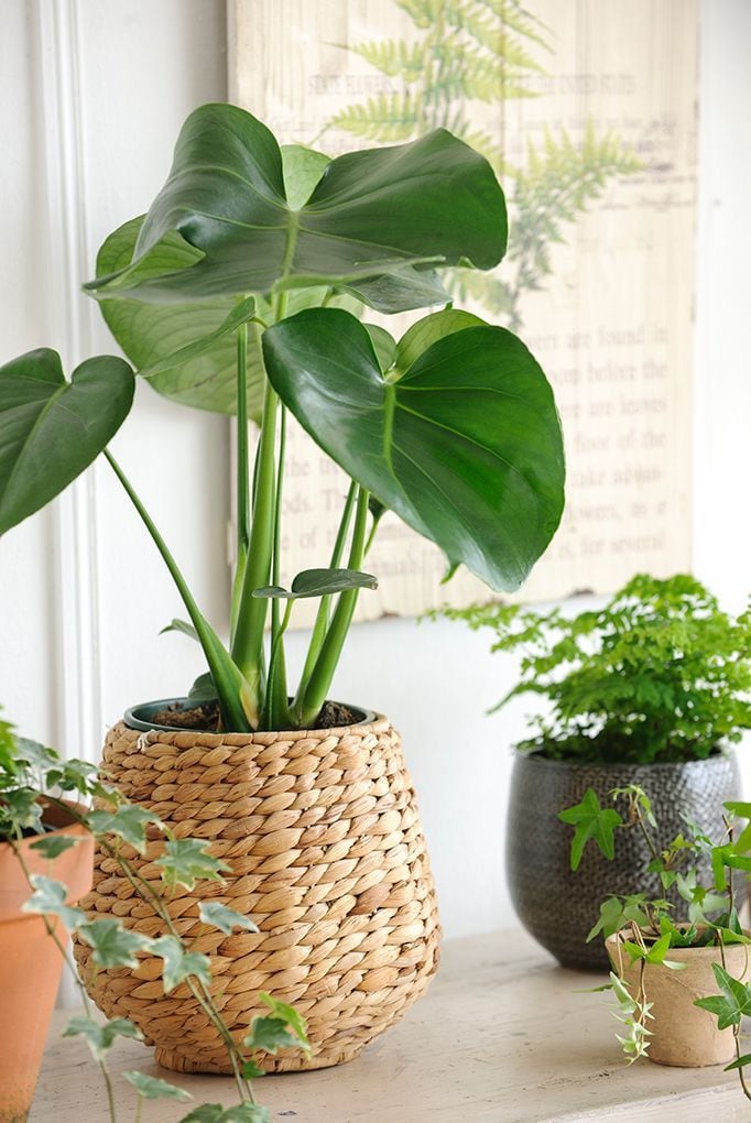 Las plantas de interior son excelentes elementos de decoración ya que, además de darle vida y frescura al hogar, purifican el aire. 
Foto: Pinterest