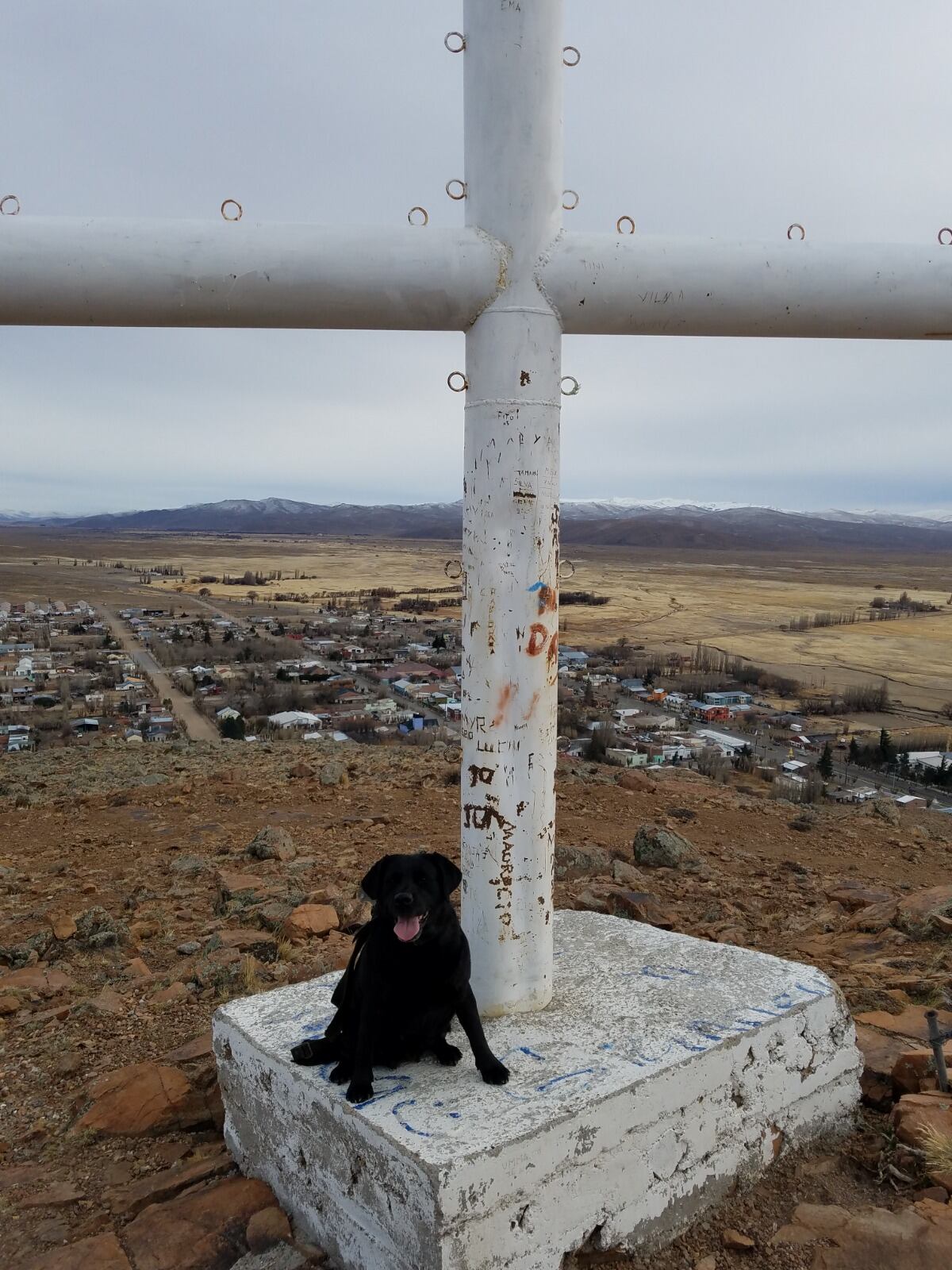 Quién es Pecky: anécdotas y la historia de la perra gendarme que emocionó a todos luego de su retiro. Foto: Gentileza Gendarmería Nacional