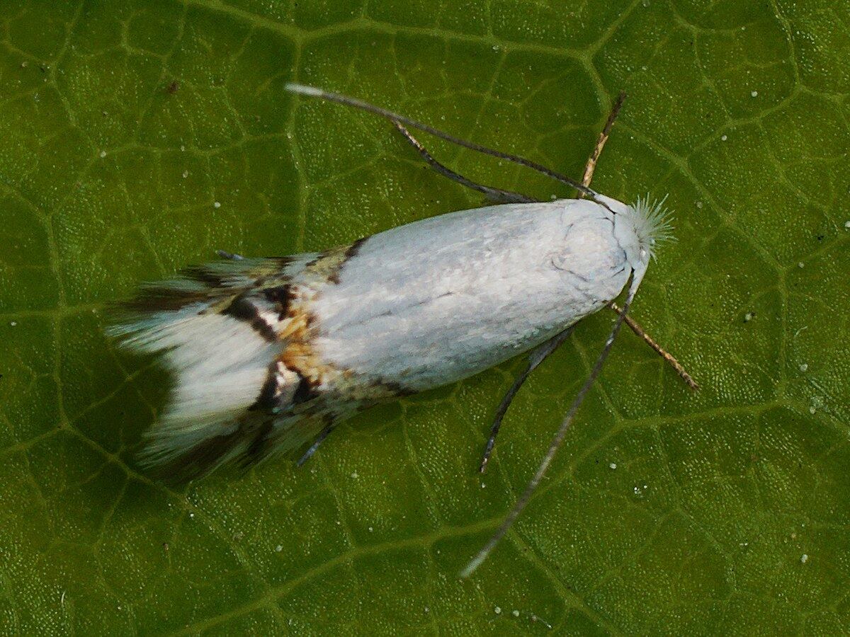 La Leucoptera sinuella es una plaga que fue detectada por primera vez en Chile, en 2015, sobre las cortinas de salicáceas (álamos y sauces), mientras que a principio de 2023 se registró su presencia en el país, en árboles del norte de Neuquén.