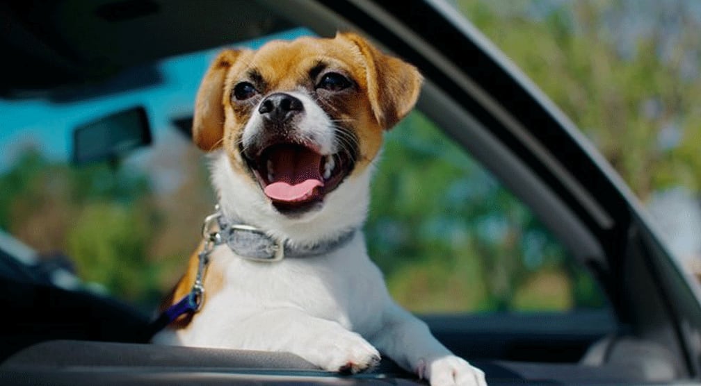 PASEO EN AUTO. Si se le enseña de cachorro y se respetan las medidas de seguridad, los viajes en auto pueden ser agradables para los perros. (Mundo Maipú)