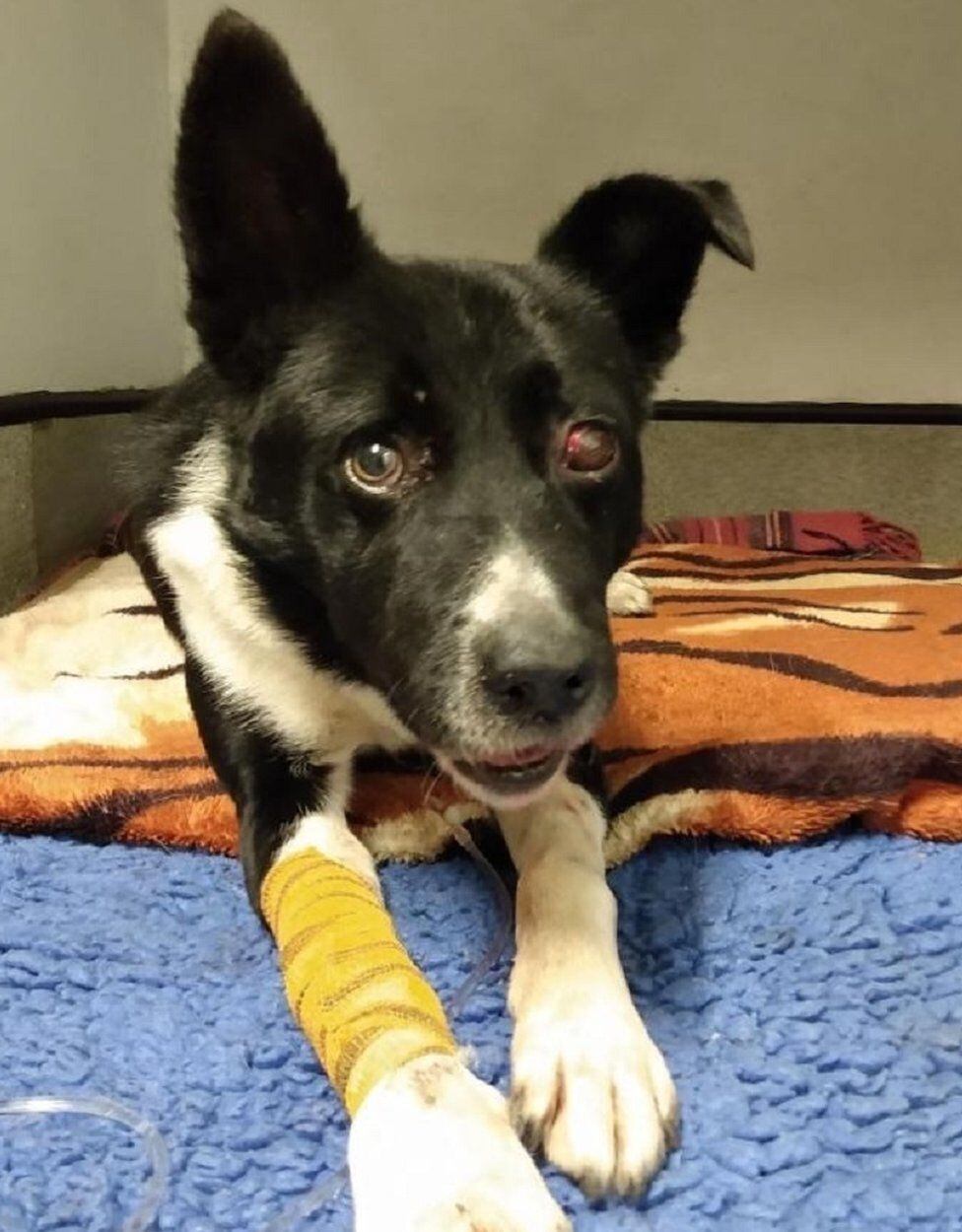 Perro enterrado vivo bajo rocas en Escocia