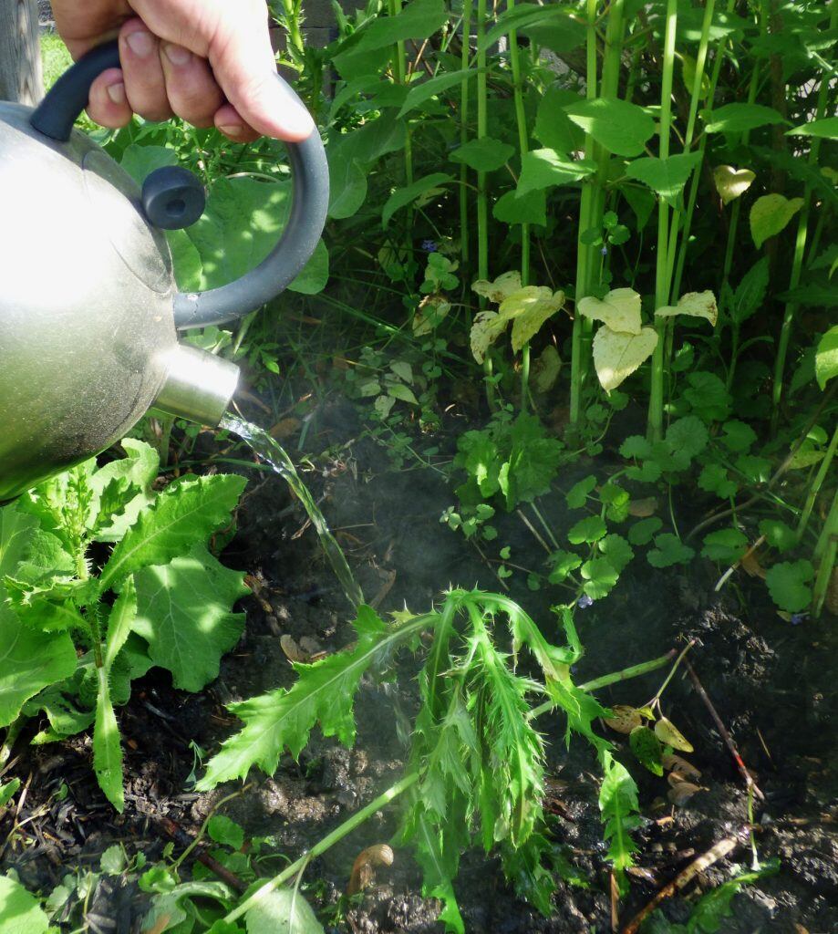 Esto ocurre si le echás agua hirviendo a las plantas del jardín.