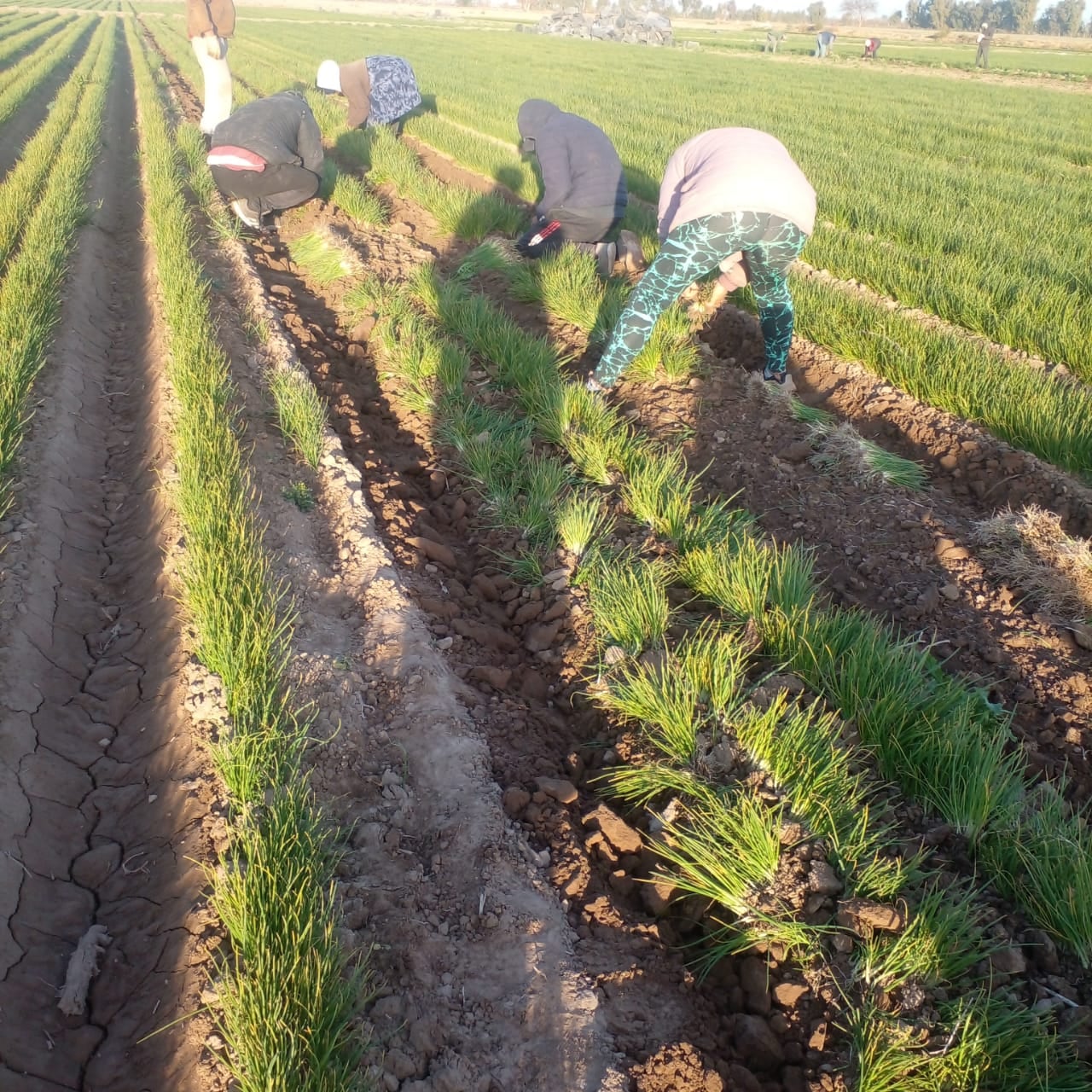 Cultivo de cebolla dulce en Mendoza. Fotos: Gentileza Agrícola Markalén