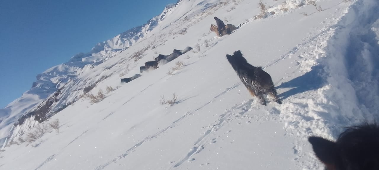 En la zona de Las Loicas, trasladando animales