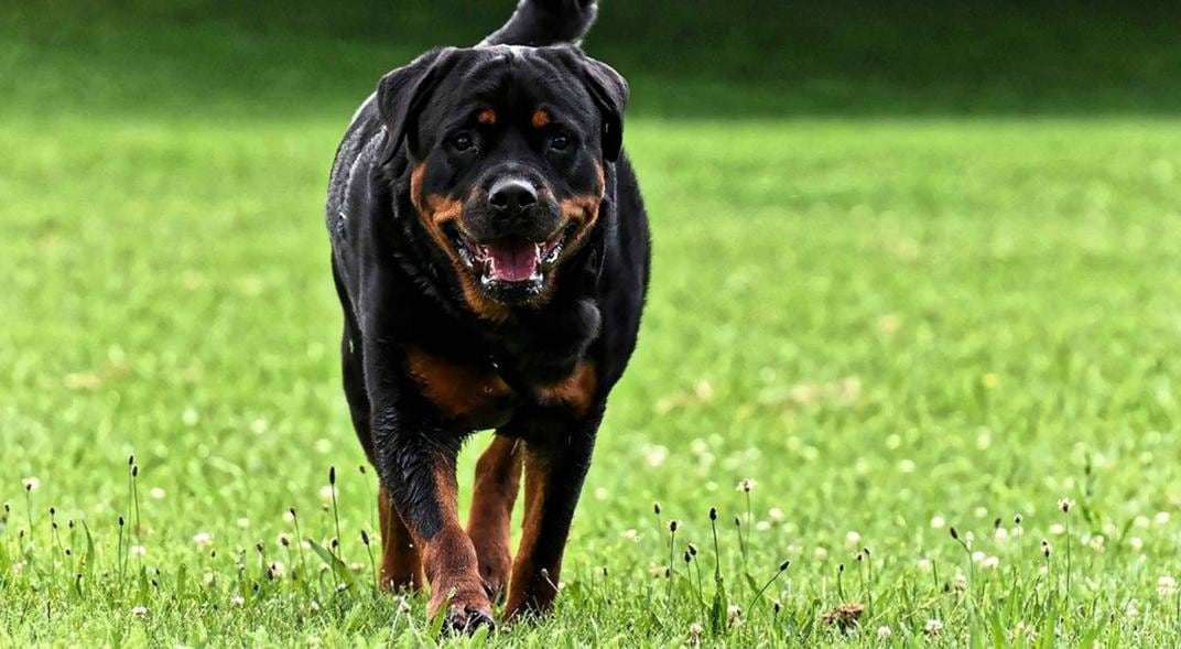 Rottweiler. Imagen ilustrativa. (Pixabay.com)