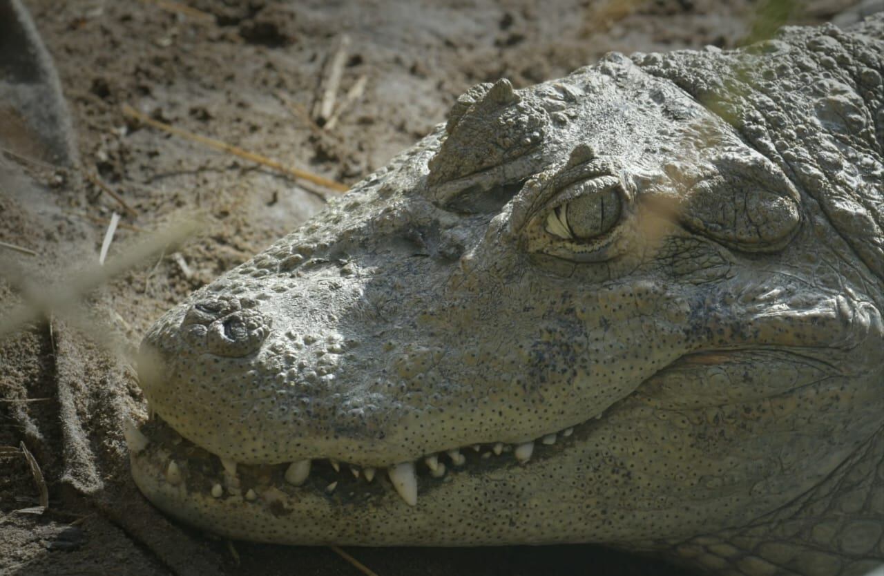 Cierran el Acuario Municipal para crear un Centro de Conservación de la Biodiversidad