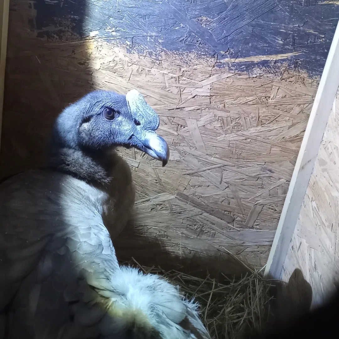 El cóndor rescatado en San Rafael no podrá volver a volar: qué será de su vida. Foto: Gentileza Fundación Cullunche