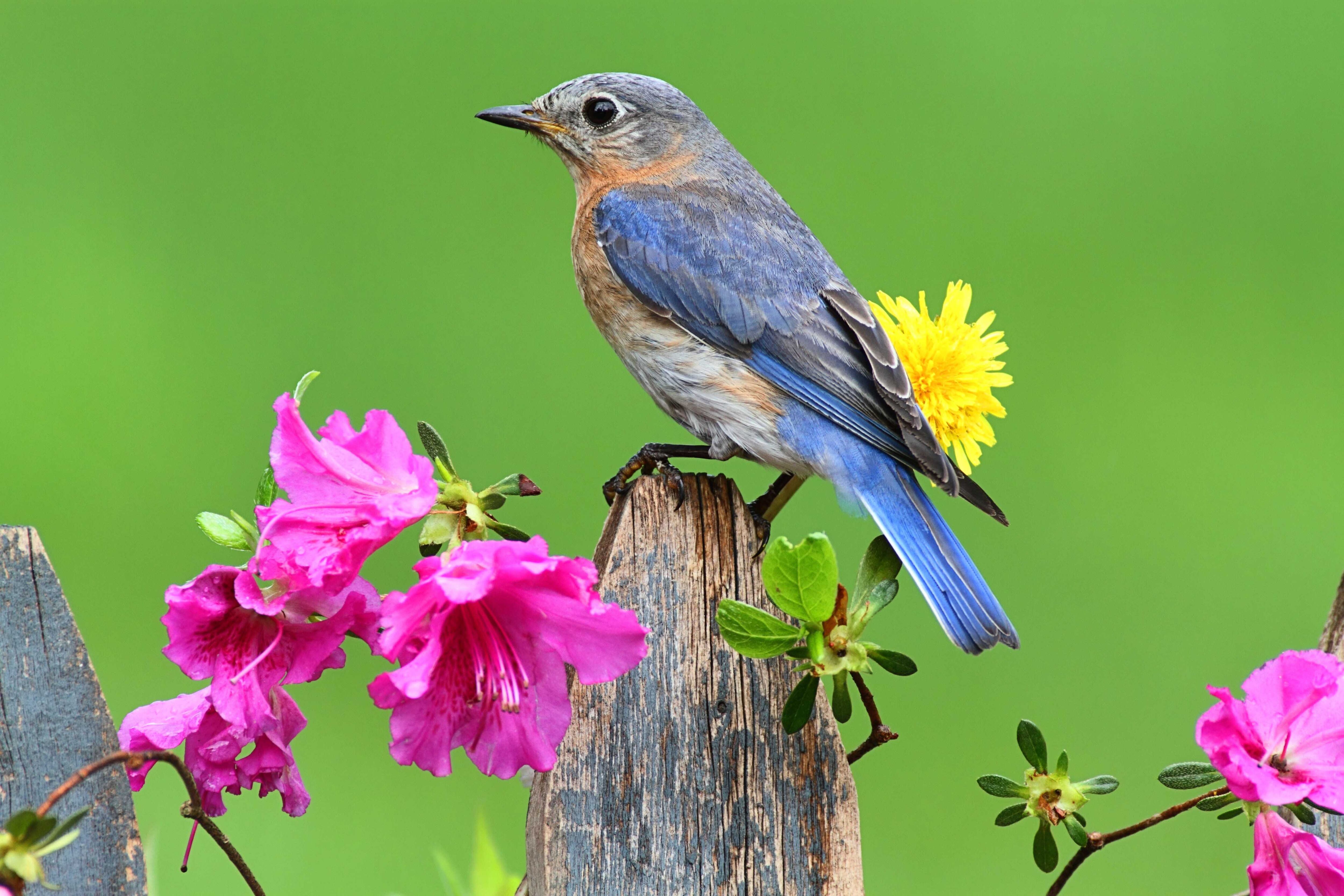 La lectora consultó por lo que, según ella, era “una rareza de la naturaleza”: una ramita con pimpollos de Madreselva, surgida del tallo de una planta de azalea doble.