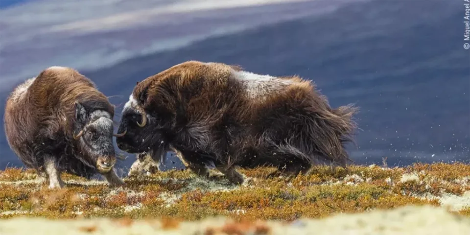 “Head to Head”, del fotógrafo español Miquel Ángel Artús Illana, muestra a dos bueyes almizcleros hembras peleando en el Parque Nacional Dovrefjell-Sunndalsfjella, de Noruega. Foto: Miquel Ángel Artús Illana