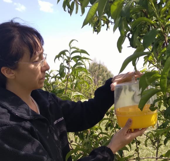 Mosca de los frutos. Gentileza.