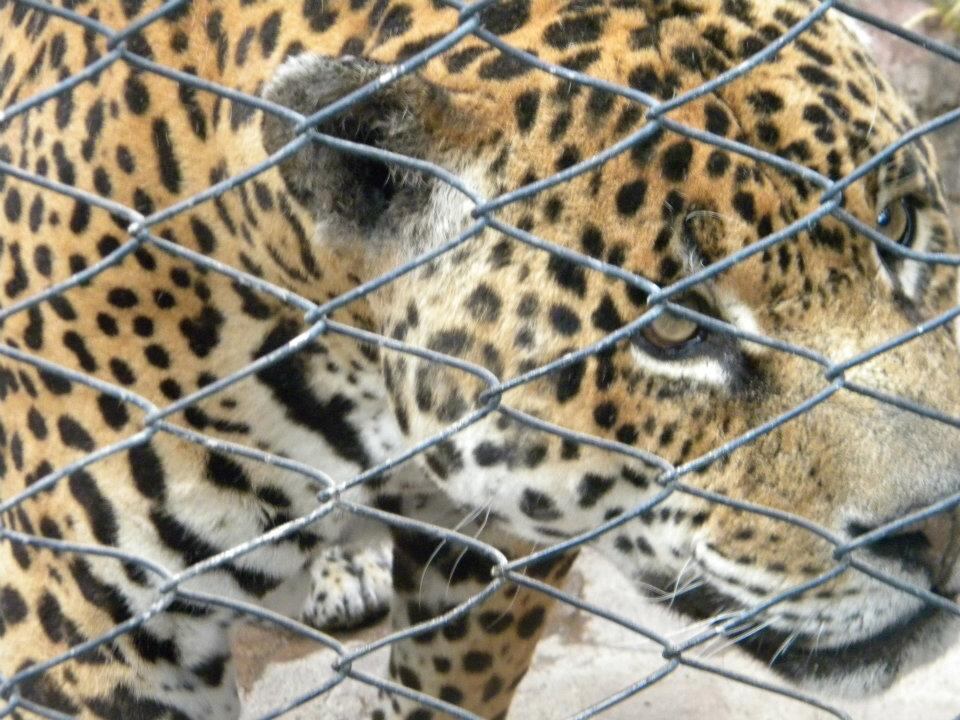 Historias del Zoo: Orlando, el yaguareté que vivió su segunda vida en Mendoza y murió en cautiverio. Foto: Gentileza.