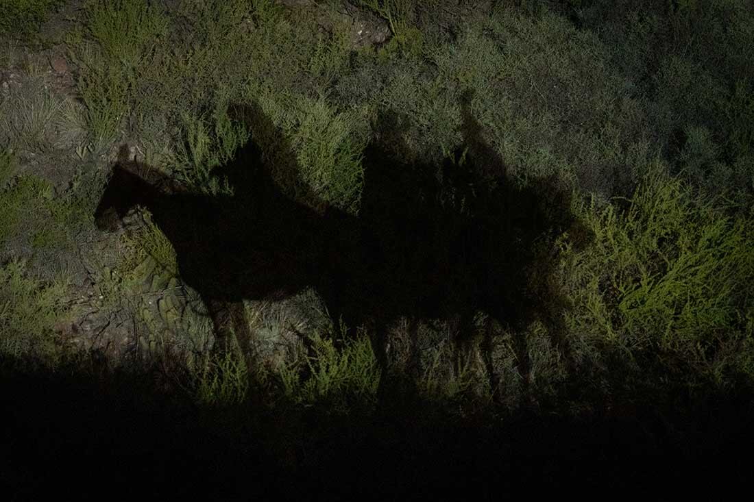 En la tradicional cabalgata de los Reyes Magos, Melchor, Gaspar y Baltazar y recibieron las cartas de los niños, donde
La caravana recorrió los barrios de Godoy Cruz. Foto: Ignacio Blanco