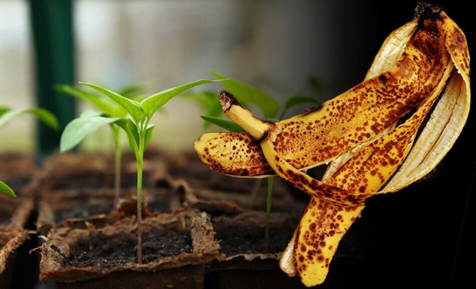 Esto ocurre si le pones cáscara de banana a  las plantas del jardín