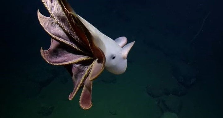 Grimpoteuthis es un género de moluscos cefalópodos del orden de los octópodos que destaca por las extrañas aletas en forma de orejas que irradian de su cabeza. Foto: Gentileza