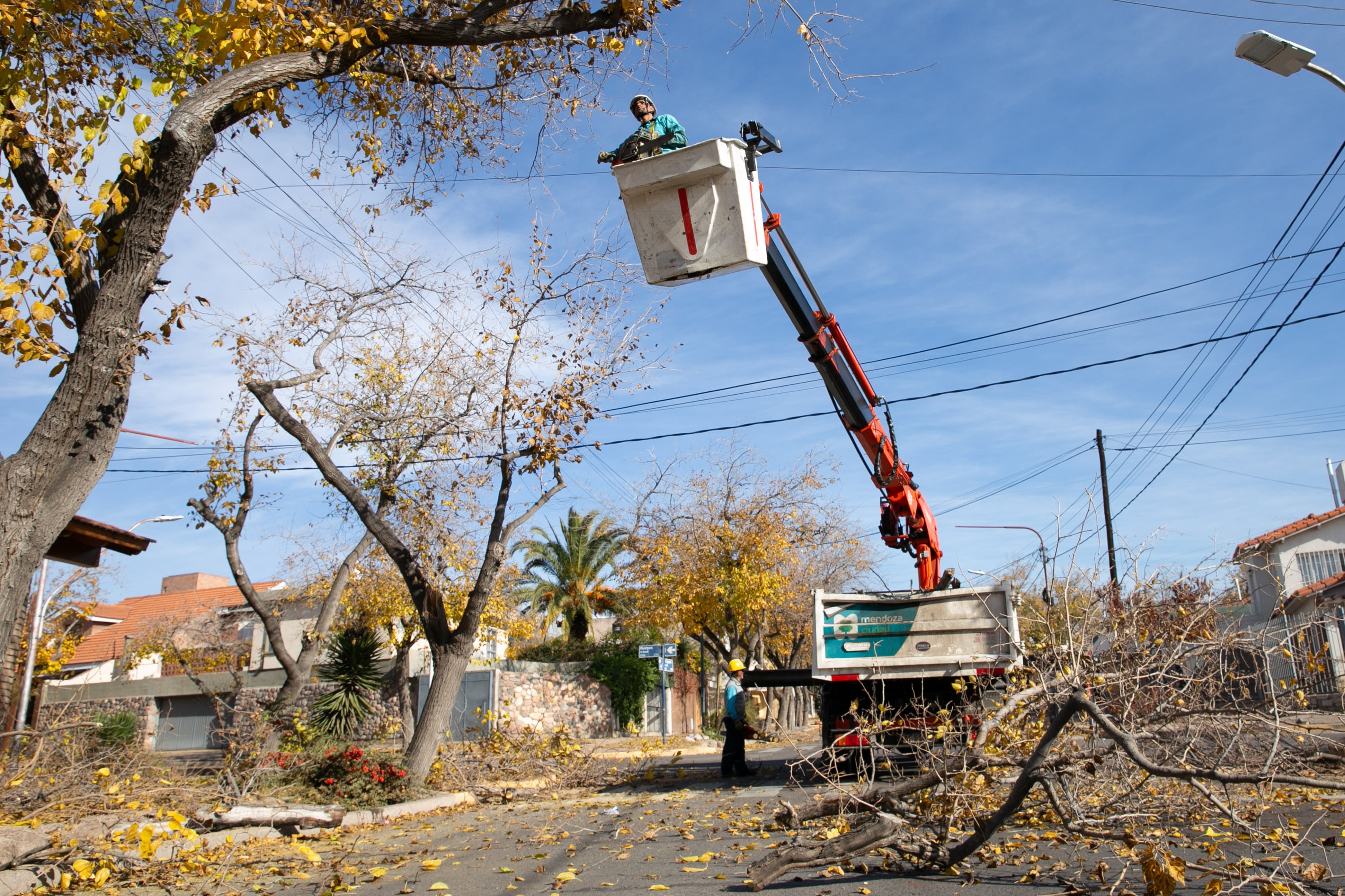 La Ciudad lleva adelante los trabajos de poda de estación.