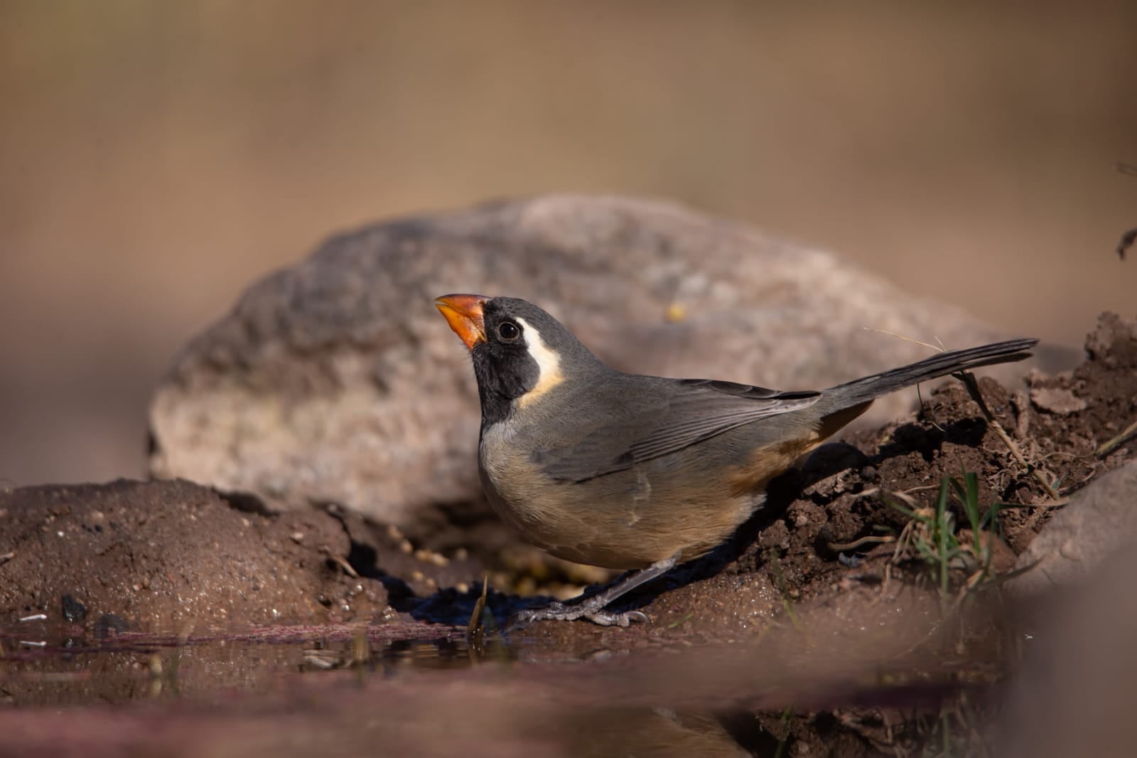 Tráfico de fauna silvestre: en 10 años se rescataron más de 16.000 animales en Mendoza. Foto: Instagram @cuyo.birding.3