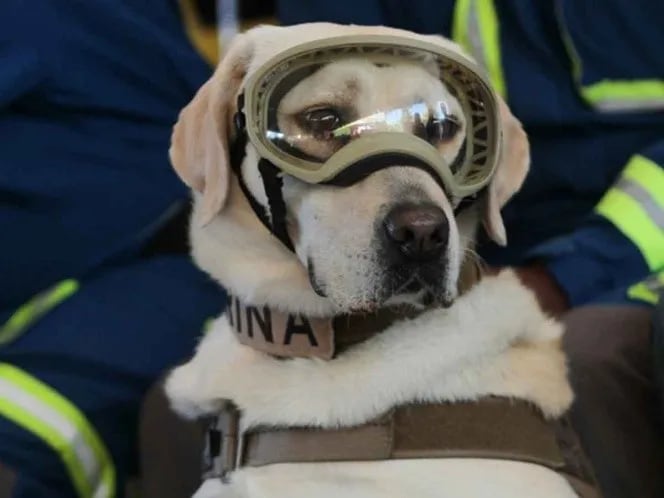 Frida, la perra rescatista que se convirtió en símbolo de esperanza. Foto: Web