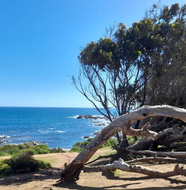 Bosques y aguas cristalinas: así es la atrapante bahía chilena Canelo y Canelillo, ubicada a 90 minutos de Reñaca. Foto: Instagram @ecoturismo.algarrobo