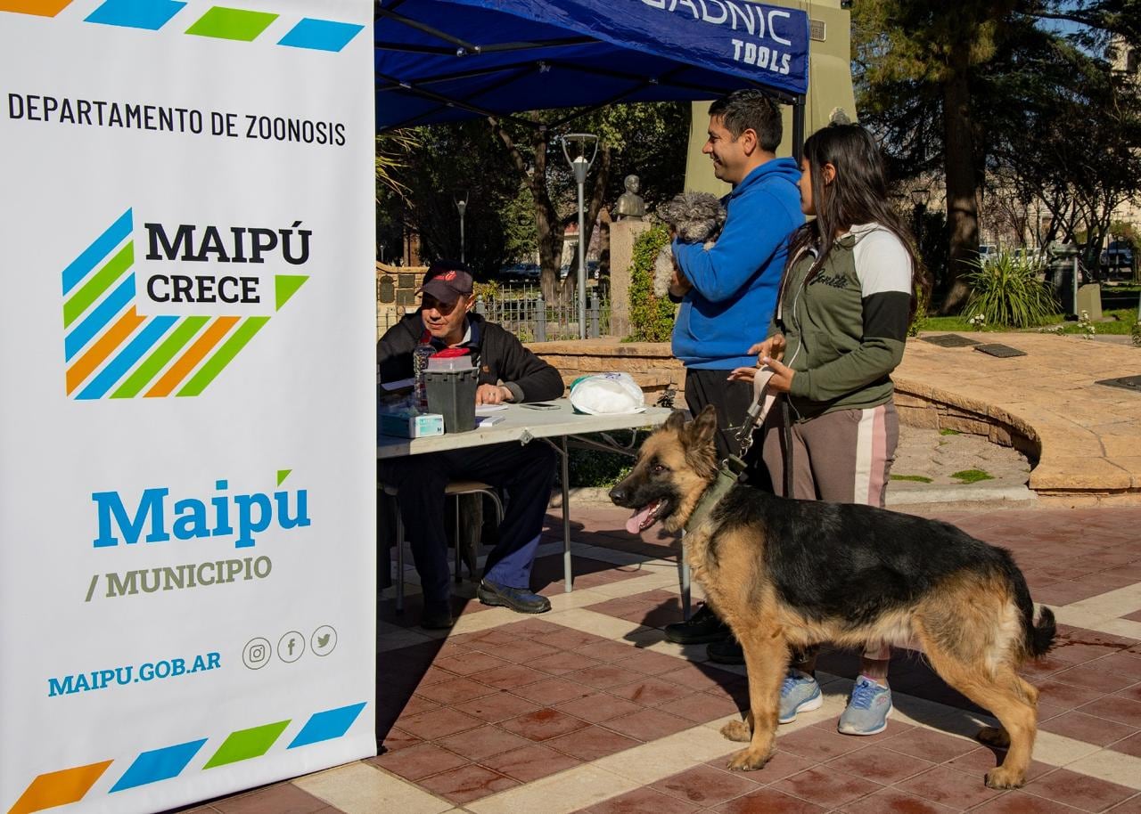 Maipú impulsa jornadas de vacunación a mascotas