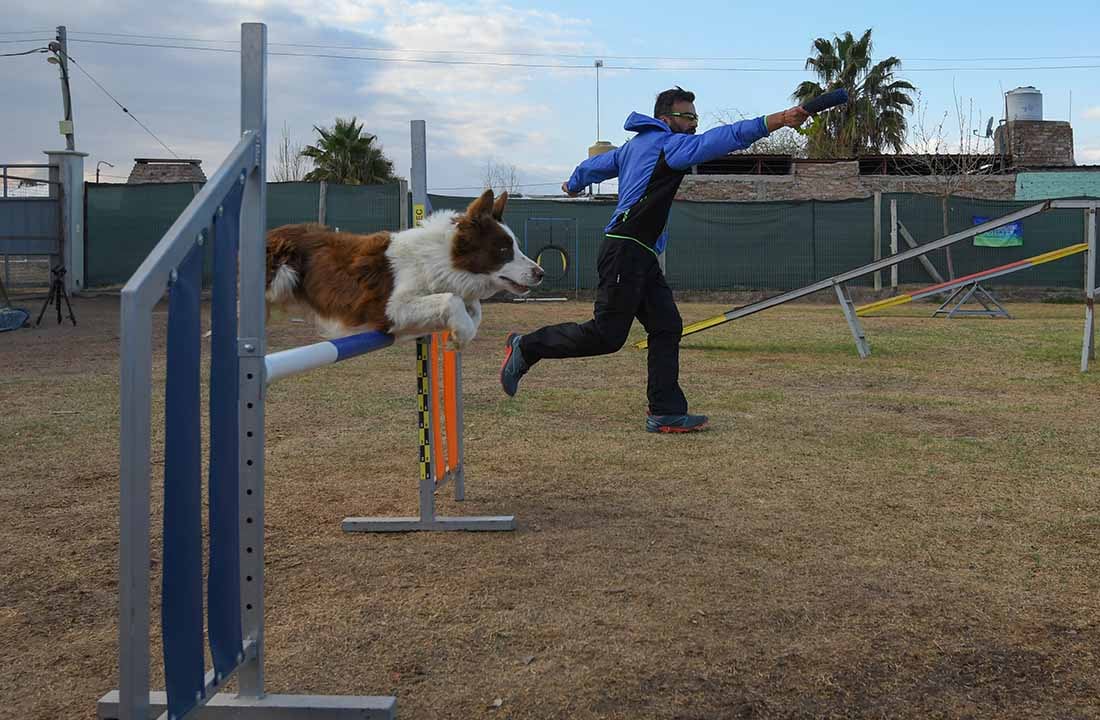 Gustavo de la escuela de Agility Choco Malbec, con Noah durante un entrenamiento. Agility es una modalidad competitiva donde un guía dirige a un perro sobre una serie de obstáculos.