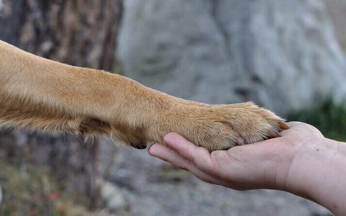 Tres perros protegieron del frío a un hombre herido en Río Negro y le salvaron la vida