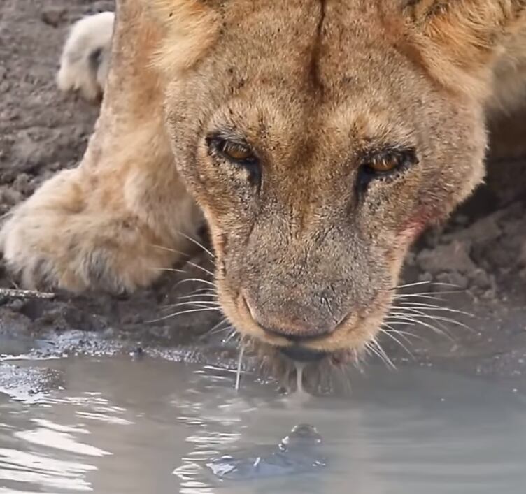 La tortuga tiene el tamaño de la garra de los leones, pero eso no la hizo retroceder. Foto: Captura web.