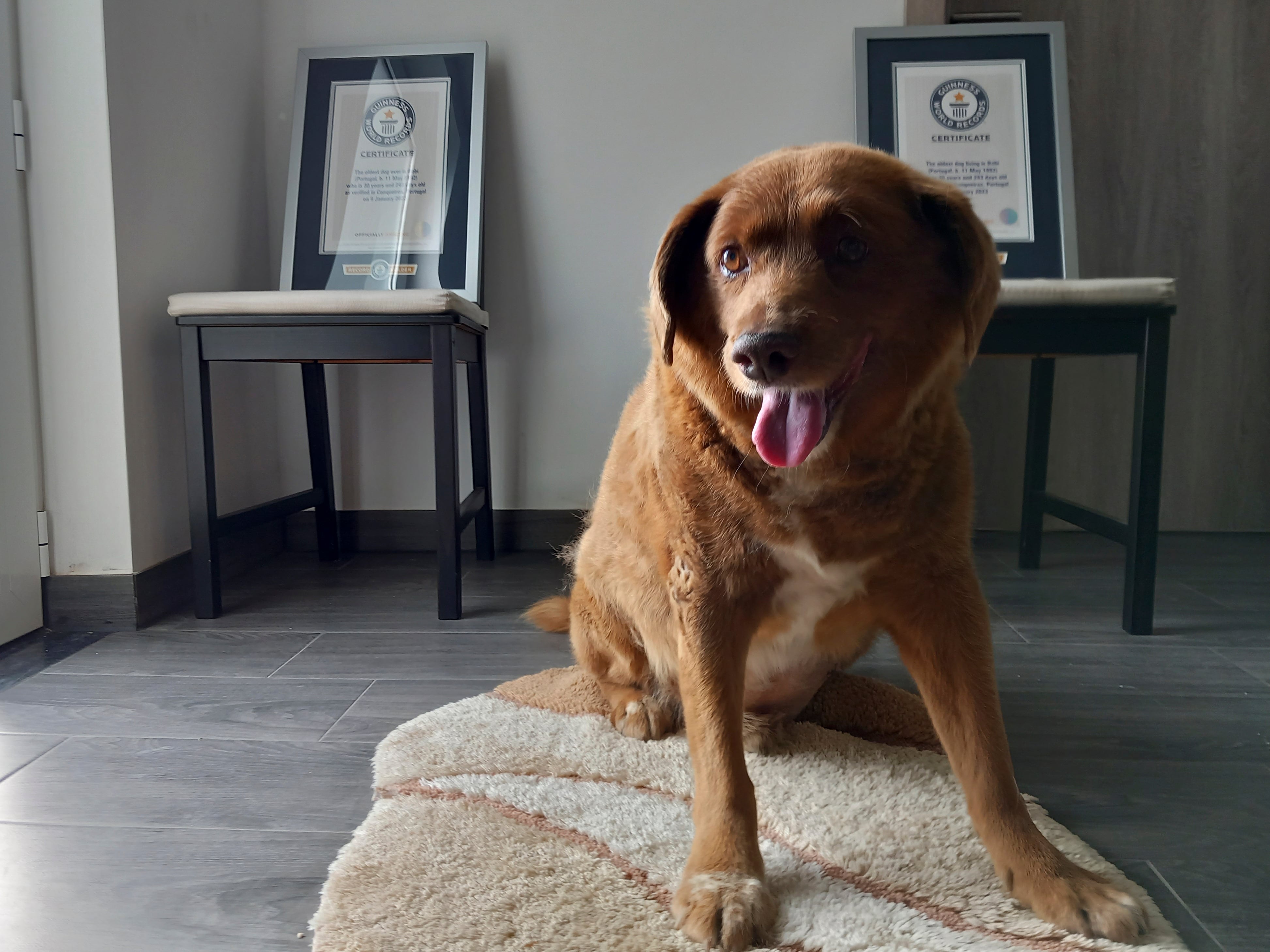 ARCHIVO - Bobi, un Rafeiro do Alentejo de raza pura, posa para una foto con su certificado del Guinness World Record que lo acredita como el perro más viejo del mundo, en su hogar en Conqueiros, Portugal, el 20 de mayo de 2023. (AP Photo/Jorge Jeronimo, File)