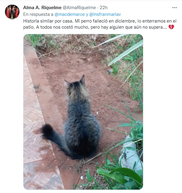 Gatita sobre la tumba de su amigo