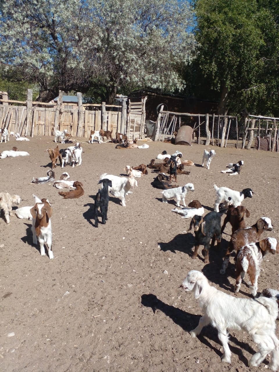 Productores del Sur reclaman una ley que repare las pérdidas de sus animales cazados por pumas. Foto: Gladys Vázquez.