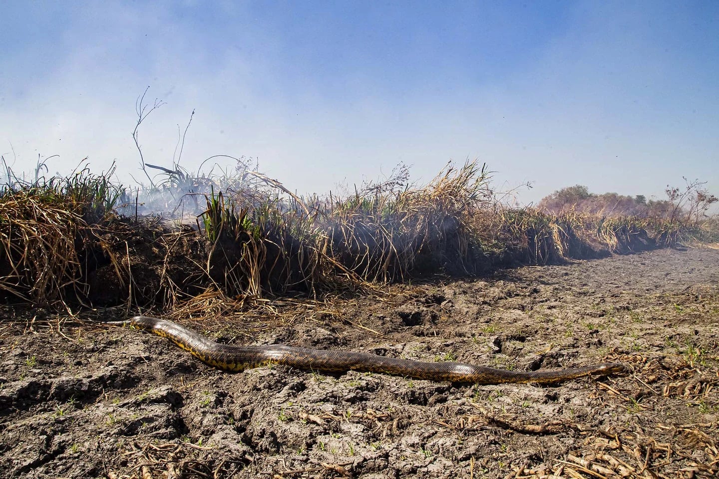 Una anaconda amarilla en Corrientes / Instagram @white.emilio