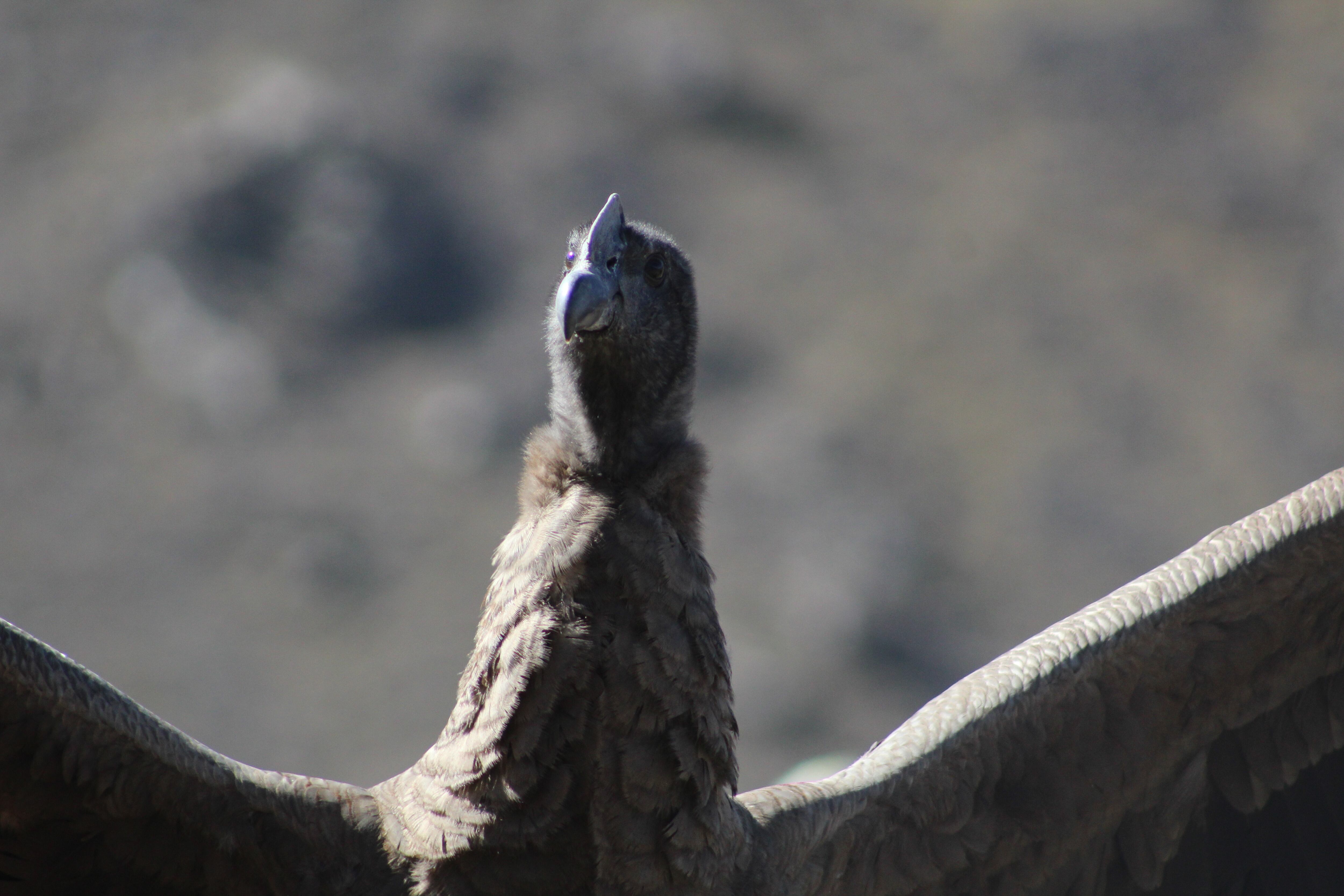 Impactantes fotos: así fue la emotiva liberación del cóndor Tupun Catu en el Cordón del Plata. Foto: Gentileza: Martín García (Departamento de Fauna Silvestre de Mendoza).