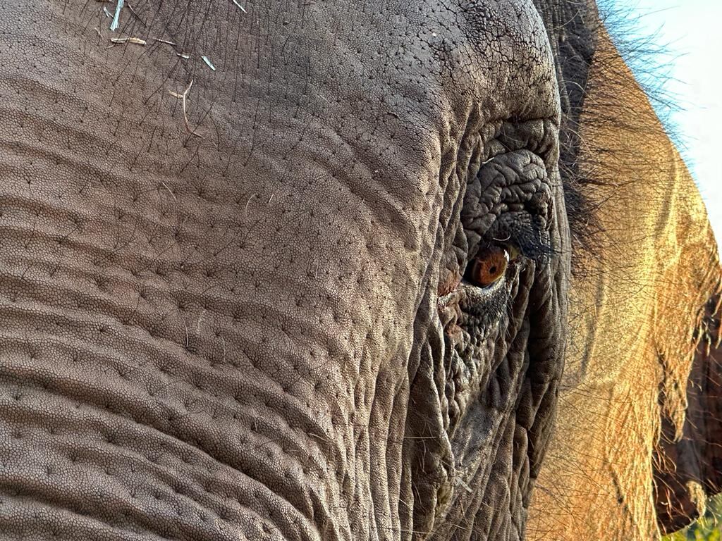 Vidas nuevas: así están la elefanta Guillermina y el tortugo Jorge en sus nuevos hábitats. Foto:  Global Sanctuary for Elephants.