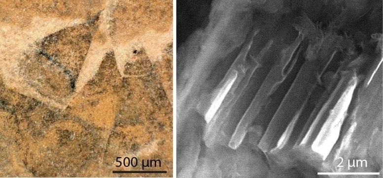 Espinas cónicas que cubren el cuerpo de Shishania aculeata (izquierda). Imagen de microscopio electrónico de una espina cónica que muestra los canales microscópicos preservados en el interior (derecha). Crédito: G Zhang/L Parry