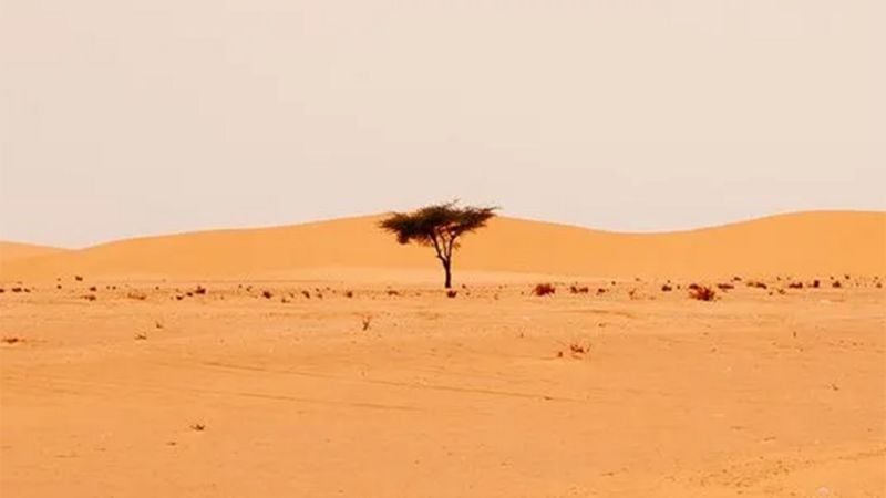 En el desierto de Sahara hay 1.800 millones de árboles.