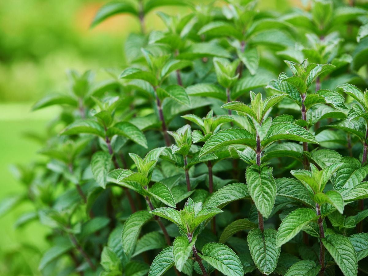 Las infusiones detox necesarias para el día después de Navidad y Año Nuevo. Menta.