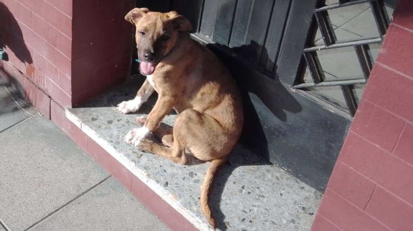 El pequeño fue llamado Noel, un vecino lo rescató y le hará transito hasta que encuentre una nueva familia.