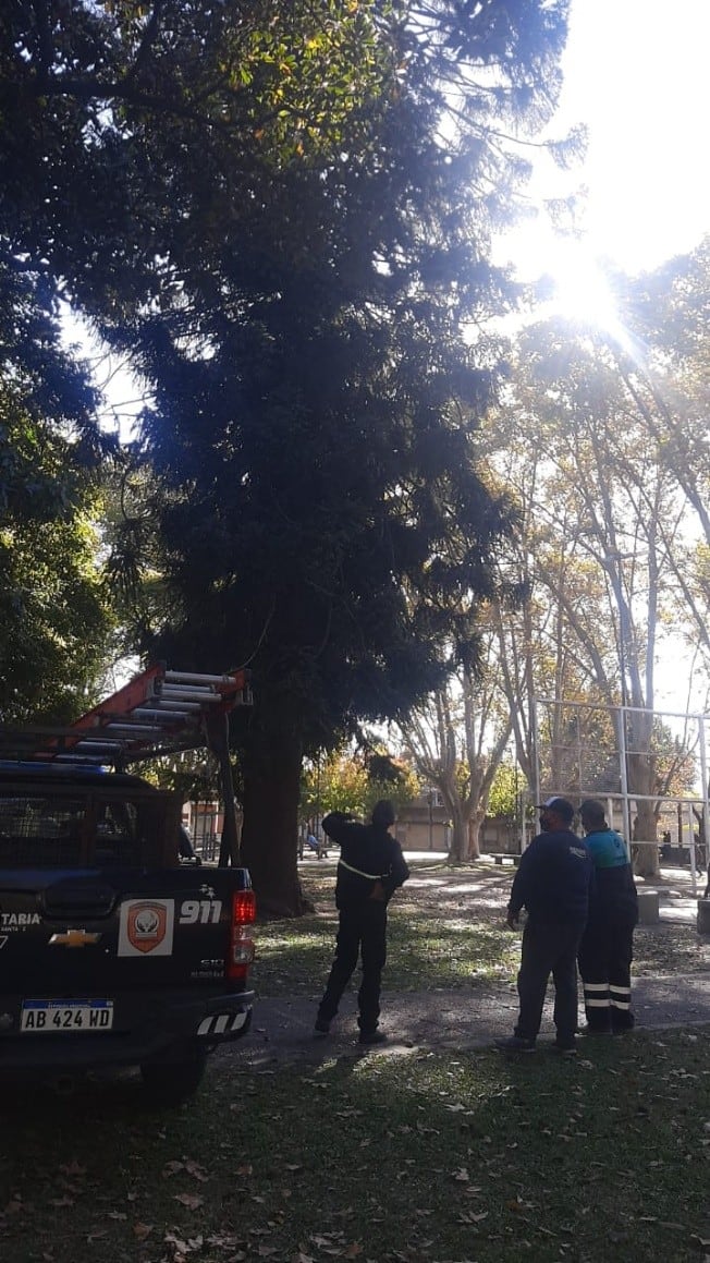 Se necesitó un hidroelevador para rescatar al ave que se había subido a un pino.