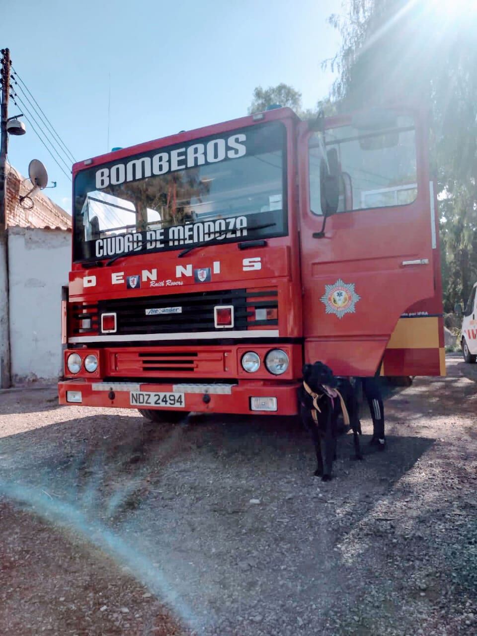 Yessi, la perrita adoptada que cambió la vida de toda una familia y es fiel compañera de los Bomberos. Foto: Gentileza.