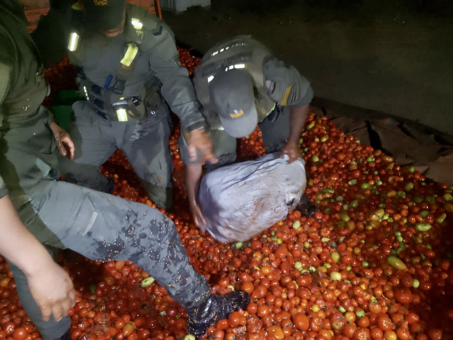 La marihuana esta oculta en una carga de tomates que venían a Mendoza. Gentileza Gendarmería Naciona.