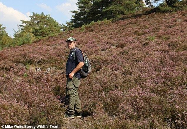 Mike Waite, el descubridor de la "araña zorro" que se creía extinta en Reino Unido - Foto: 