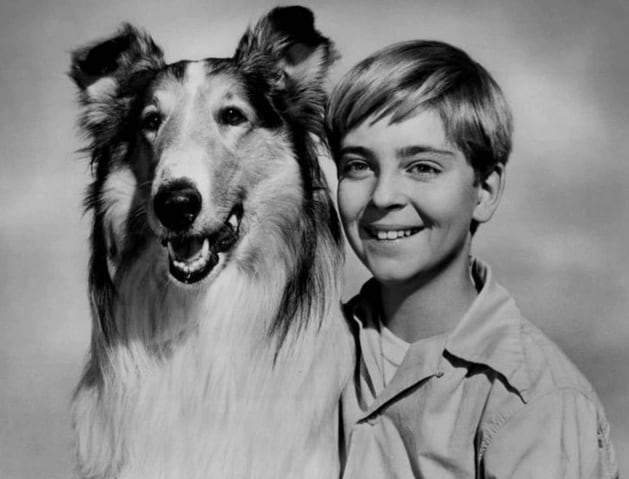 Lassie y su serie de TV de 1955