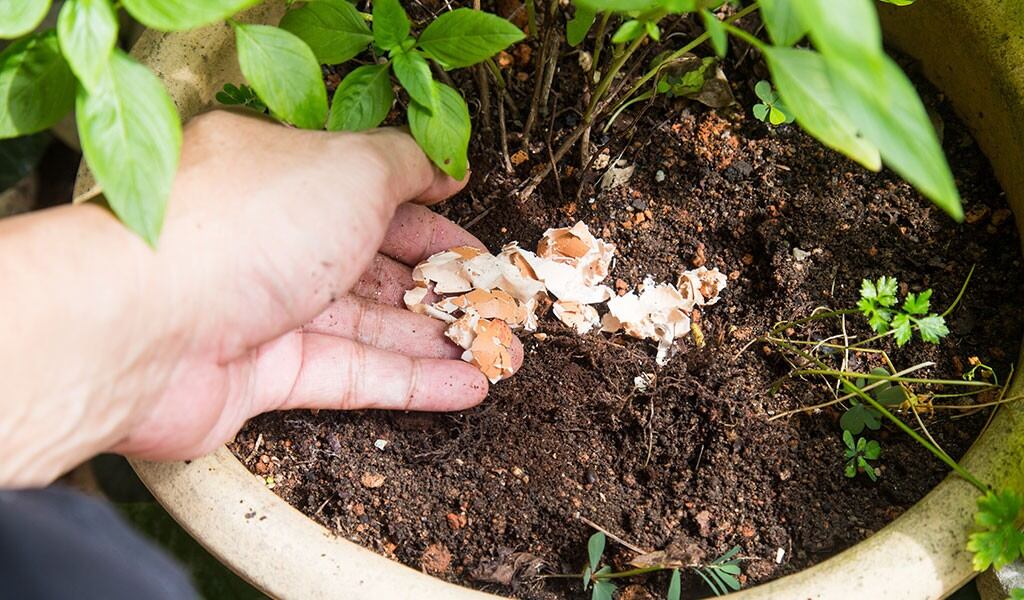 Esto ocurre si usas la cáscara del huevo en tus plantas.